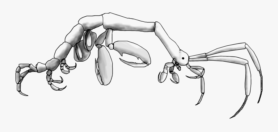 Sushi Drawing Shrimp - Skeleton Shrimp Anatomy, Transparent Clipart