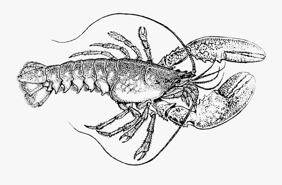 Tuna Clipart Shrimp - Vintage Lobster Illustration, Transparent Clipart
