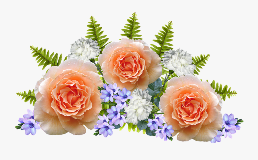Hybrid Tea Rose, Transparent Clipart
