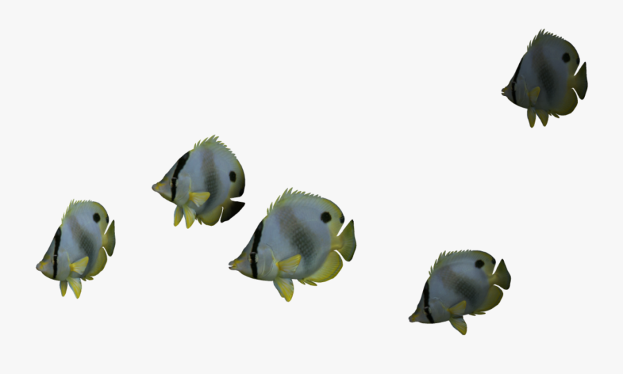 Download Ocean Fish Png File - Ocean Fish Png, Transparent Clipart