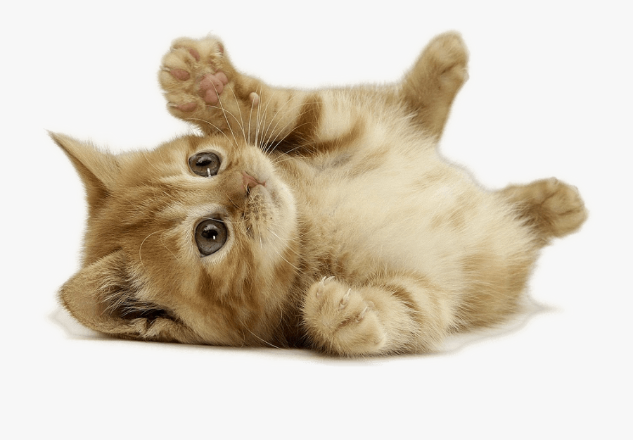 Clip Art Cats Hugging Toys - Cat Png, Transparent Clipart