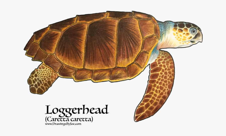 Amphibians Drawing Sea Turtle - Tortugas Marinas Del Mundo, Transparent Clipart