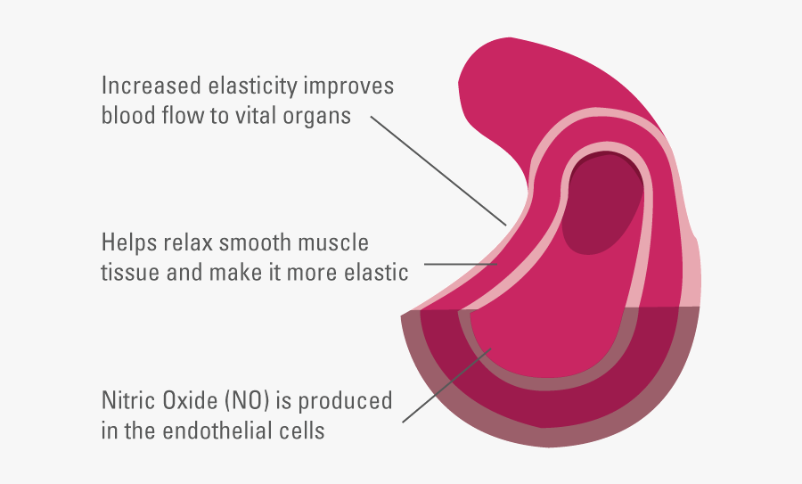 Illustration Showing How Nitric Oxide Helps Improve - Taurine And Nitric Oxide, Transparent Clipart