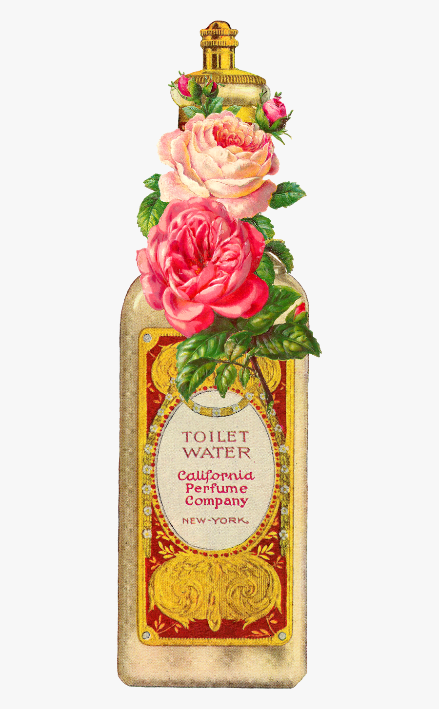 Garden Roses, Transparent Clipart