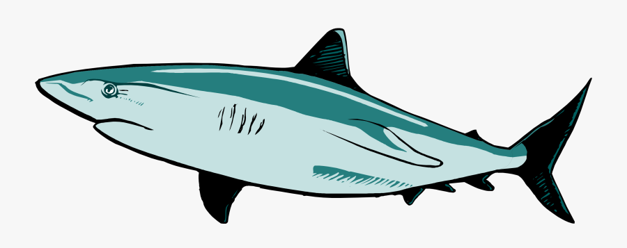 - Great White Shark Shark Vector Clipart , Png Download - Shark, Transparent Clipart