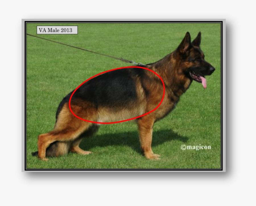 Clip Art The Back Of Dog - German Shepherd Working Line Vs Showline, Transparent Clipart