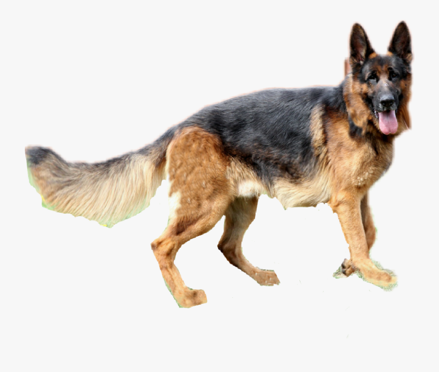 Germanshepherd Dog Alsatian Sticker Drawing Free Transparent