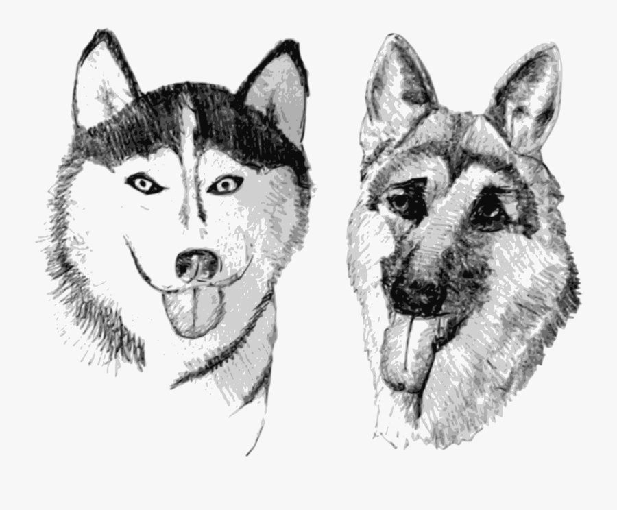 Drawing Husky Siberian - Husky And German Shepherd Drawing, Transparent Clipart