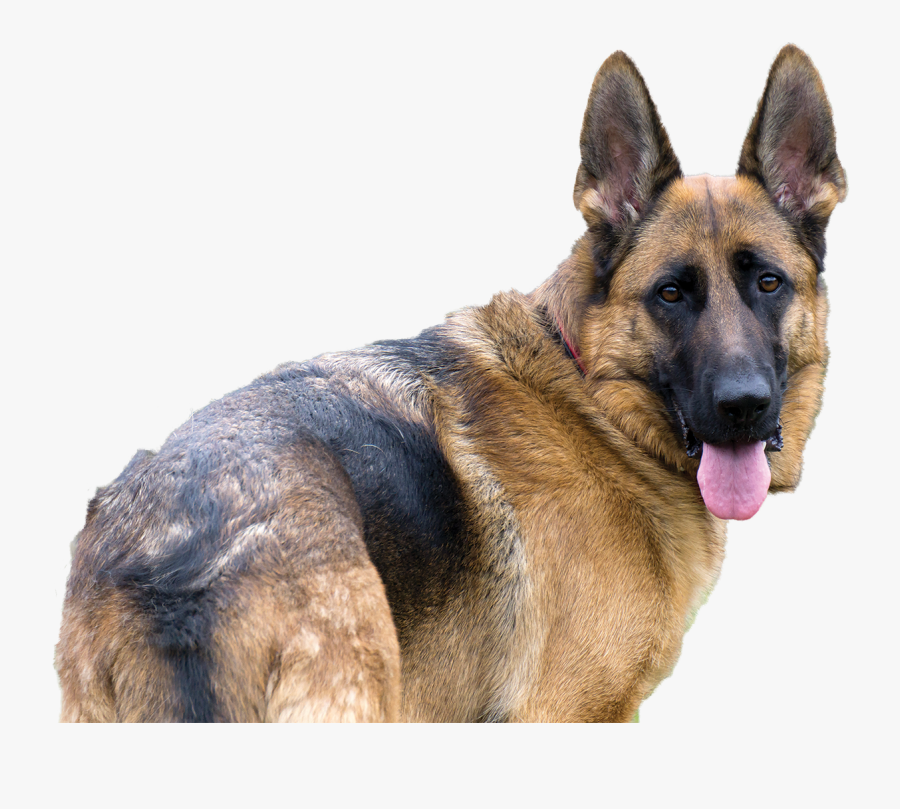 German Shepherd Png - Old German Shepherd Dog, Transparent Clipart