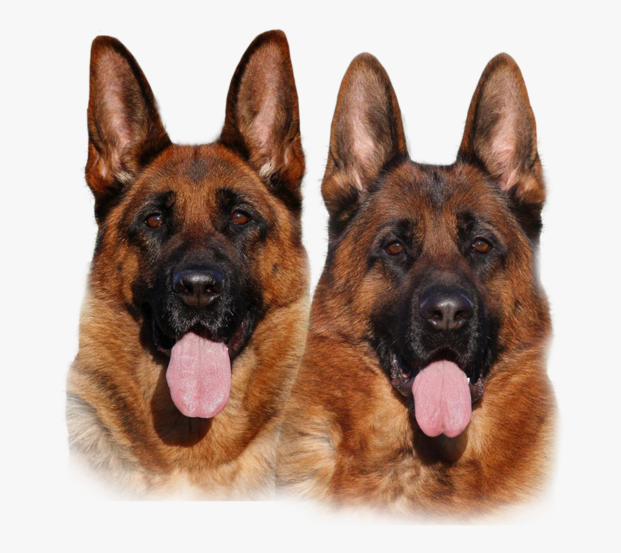 Shiloh Shepherd Dog - Solid Red Alsatian Dog, Transparent Clipart