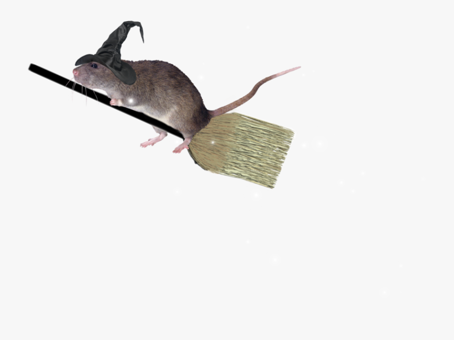 #ftestickers #mouse #flying #broom #witchhat #stickers - Snail, Transparent Clipart
