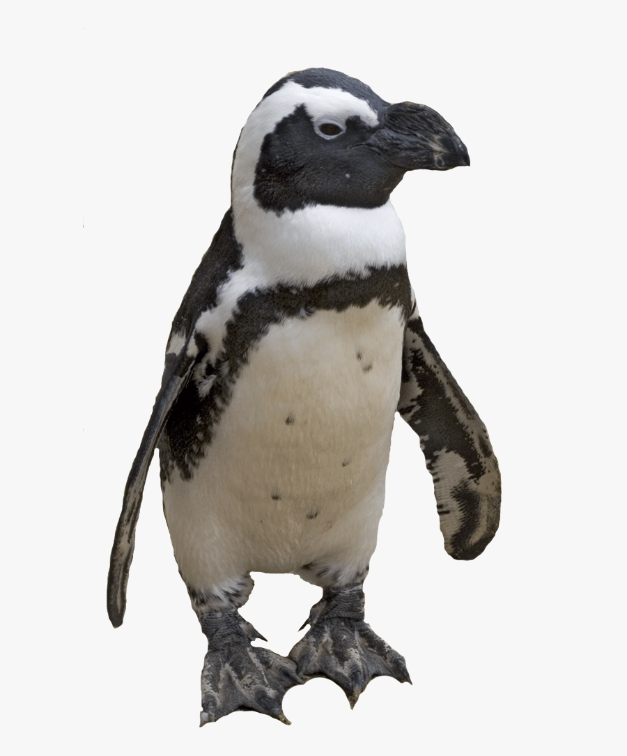 Small Penguin - African Penguin Transparent Background, Transparent Clipart