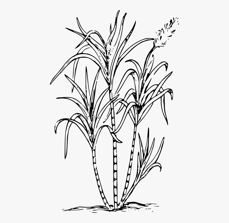 Sugar Cane - Sugar Cane Clipart Black And White, Transparent Clipart