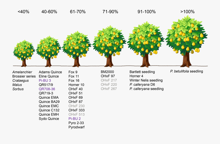 The Graphic Above Illustrates The Overall Influence - Pear Tree Vs Apple Tree, Transparent Clipart