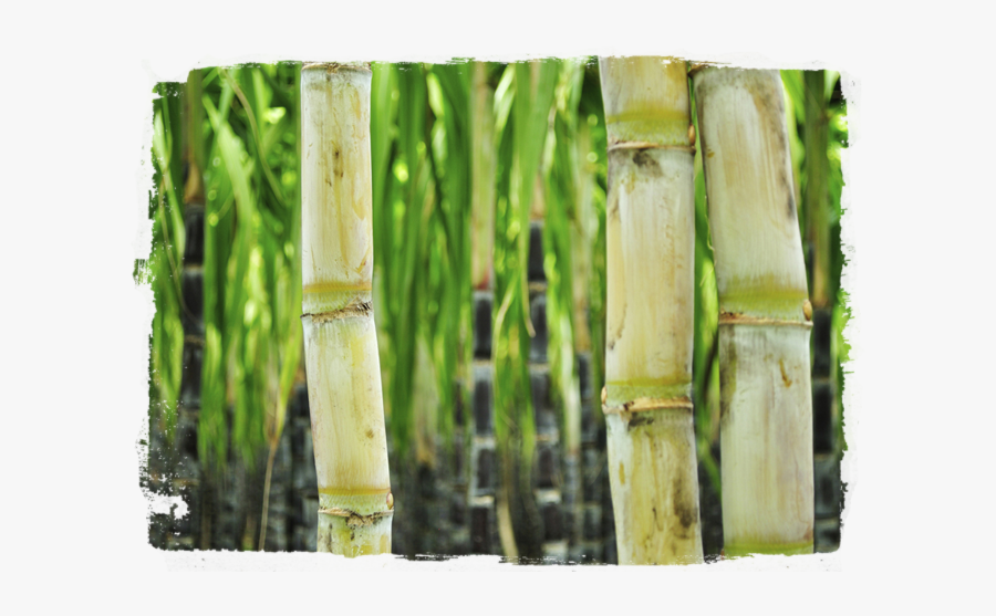 Transparent Sugarcane Png - Health Benefit Of Bush Sugarcane, Transparent Clipart