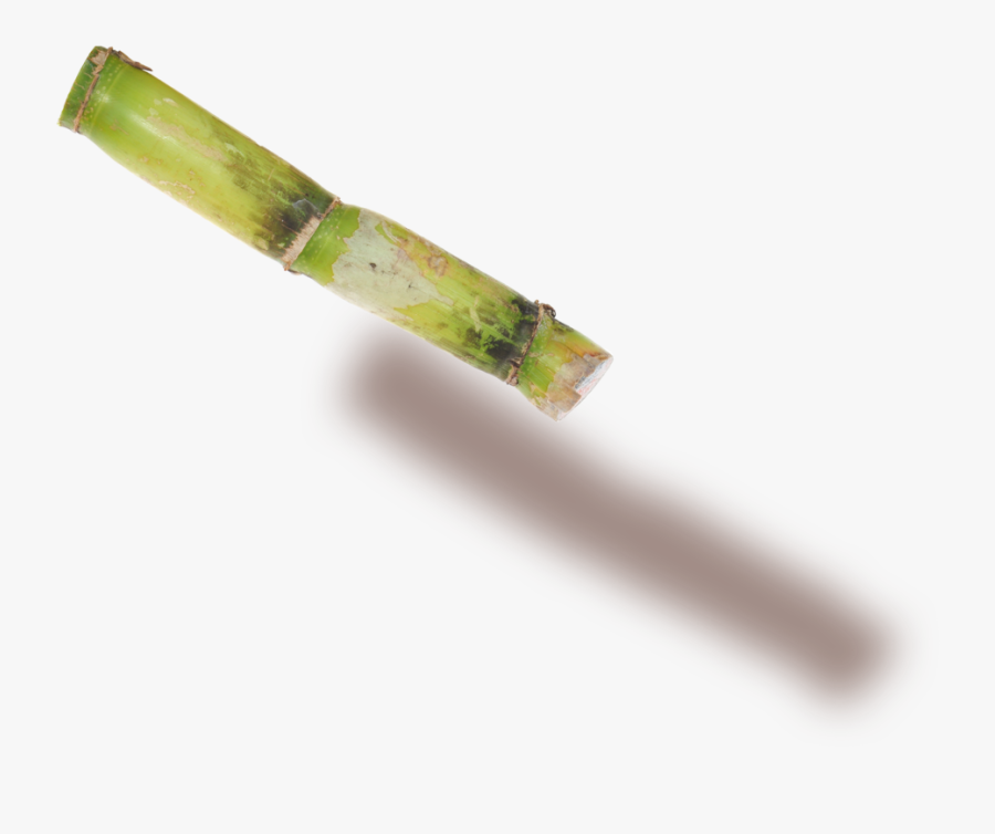 Plant Stem - Wood, Transparent Clipart