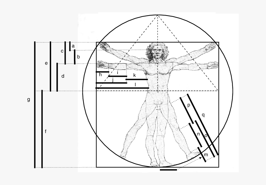 Transparent Leonardo Da Vinci Png - Leonardo Da Vinci Ergonomics, Transparent Clipart
