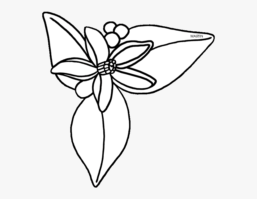 United States Clip Art By Phillip Martin, Florida State - Orange Blossom Clip Art, Transparent Clipart