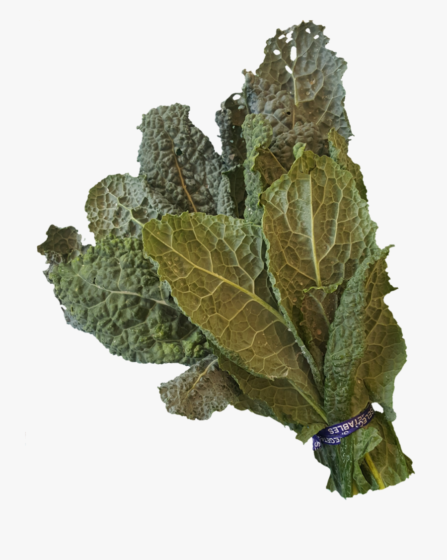 1531938198432 - Lacinato Kale, Transparent Clipart