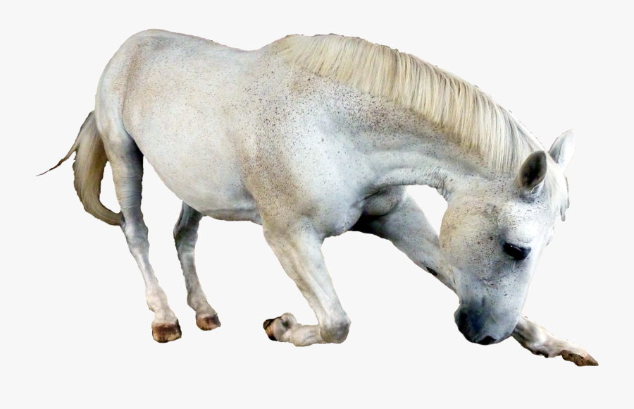 Horse Transparent, Transparent Clipart