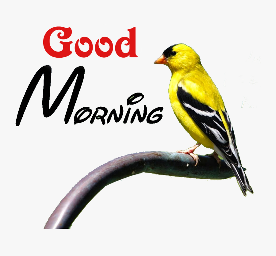 Good Morning Heart Touching Quotes, Transparent Clipart