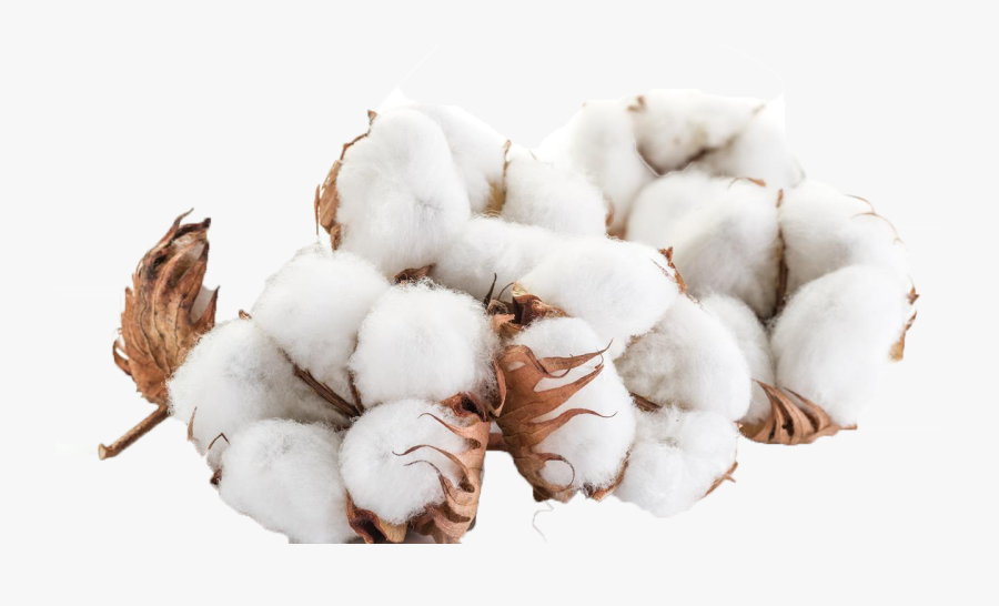 Cotton Png, Transparent Clipart