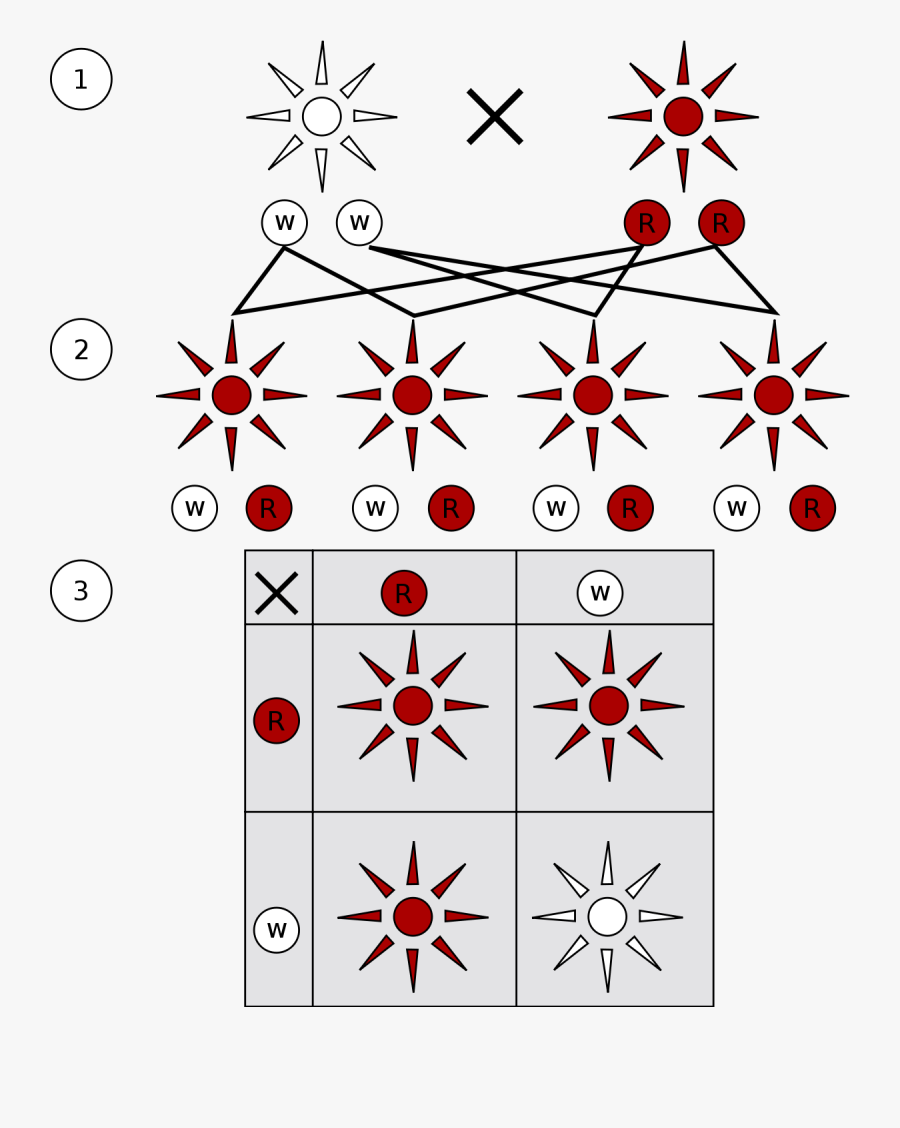 Law Of Inheritance By Mendel, Transparent Clipart