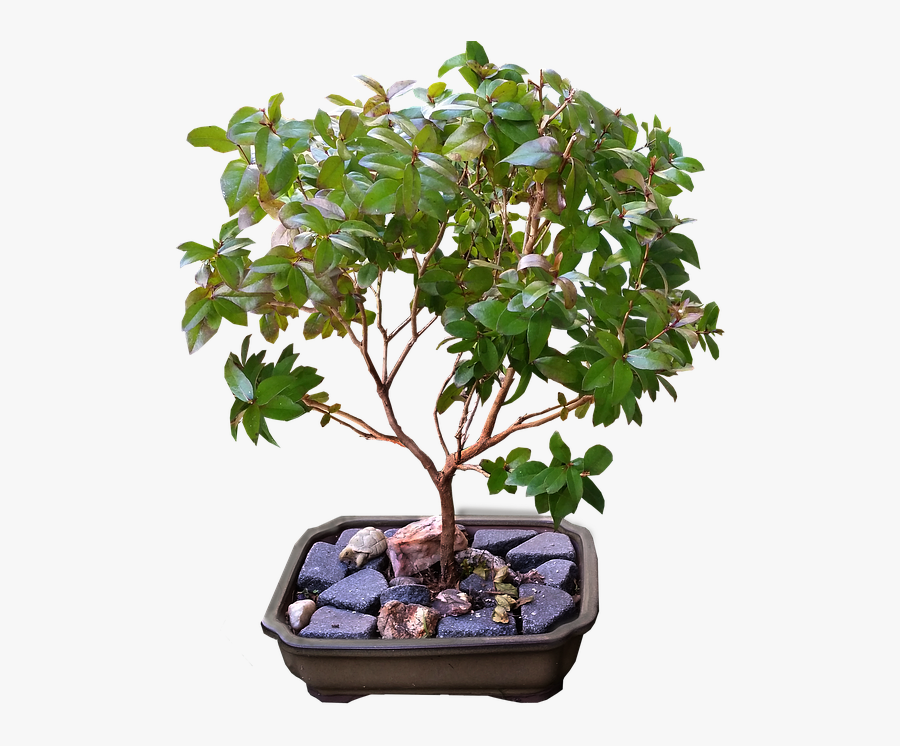 Clip Art Arvores Bonsai - Brussel's Bonsai, Transparent Clipart