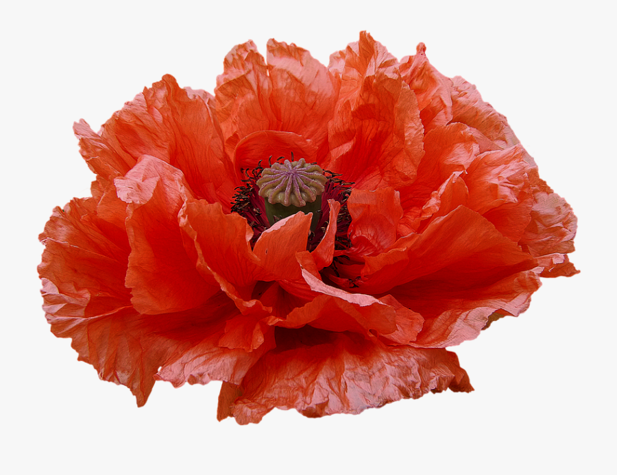 Poppy, Red Flowers, Transmission, Flowers - Fiori Rossi Png, Transparent Clipart