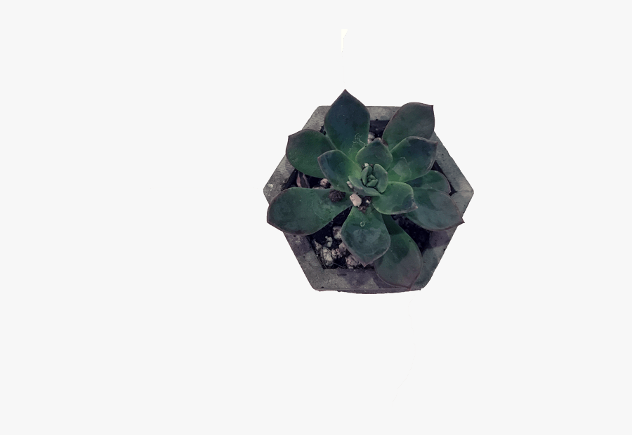 Bird S Bonsai - Flowerpot, Transparent Clipart