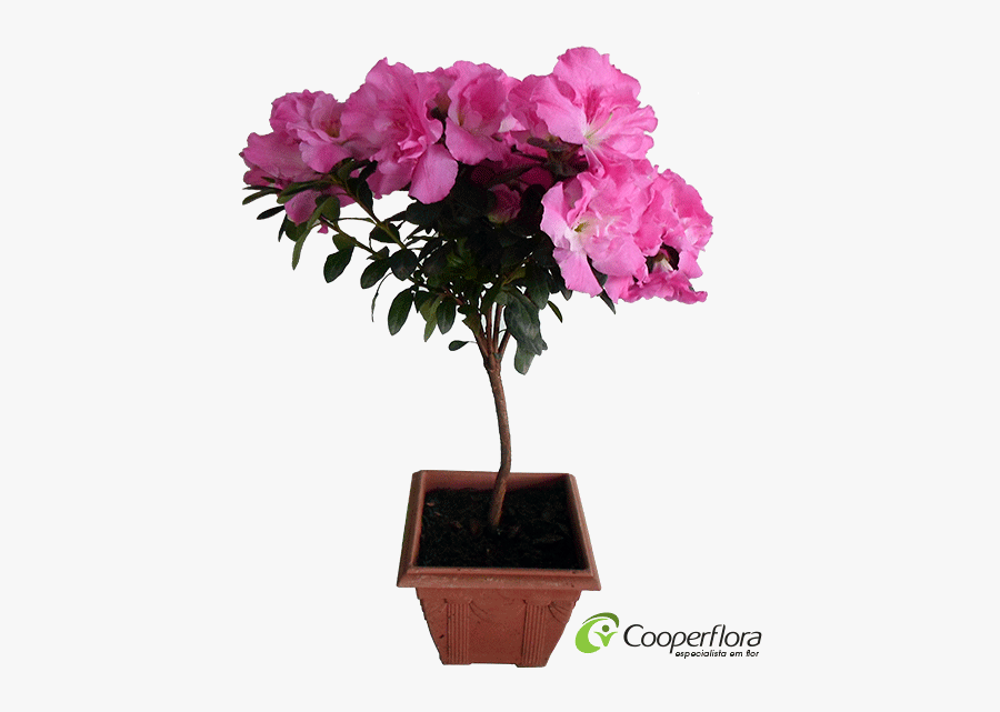 Flowerpot, Transparent Clipart