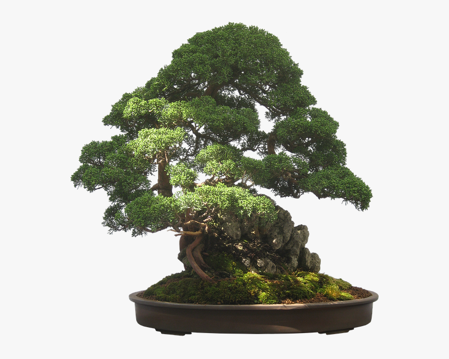 Clip Art Gardening How To Grow - Bonsai Png, Transparent Clipart