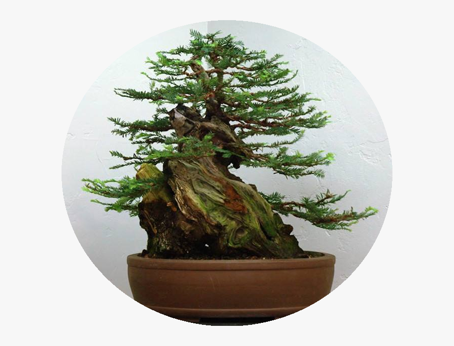 Clip Art Arvores Bonsai - Redwood Bonsai Tree, Transparent Clipart