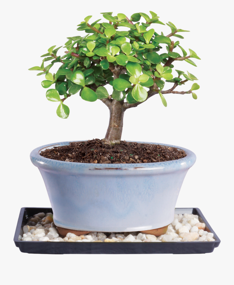 Brussel"s Bonsai Jade Bonsai Tree , Png Download - Jade Bonsai Tree, Transparent Clipart