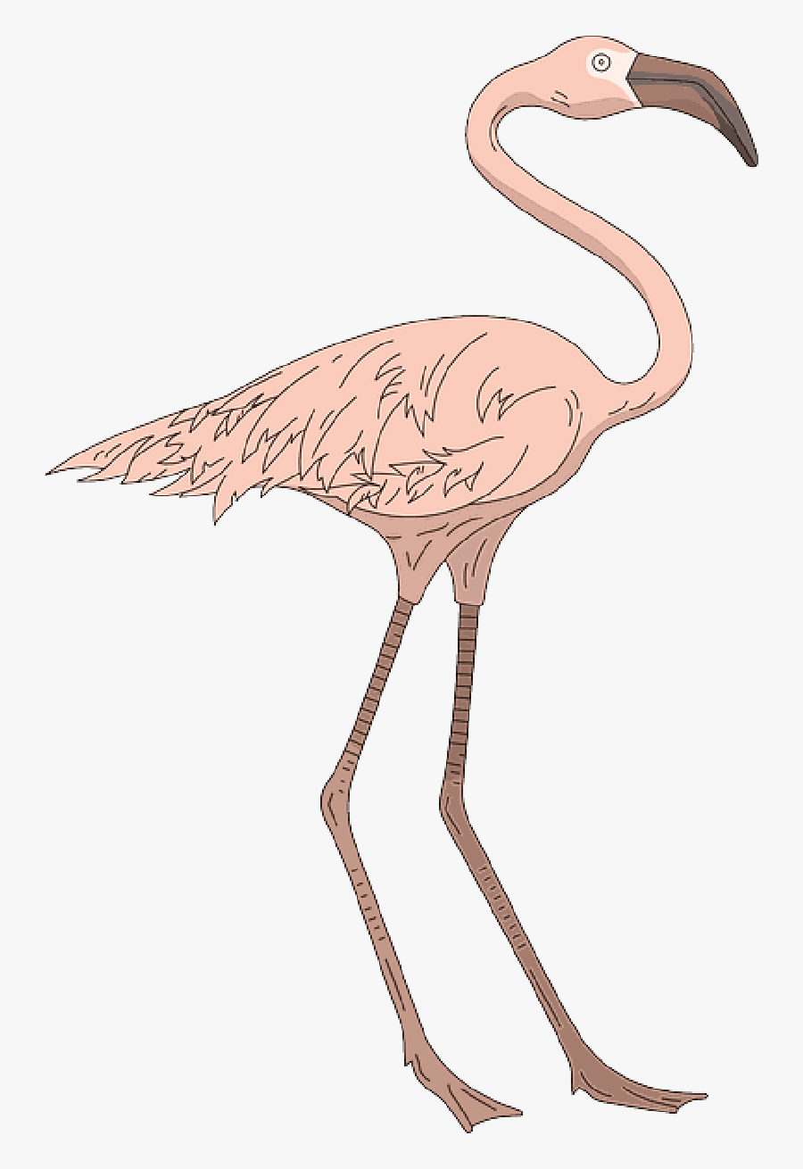 Pink, Bird, Wings, Flamingo, Long, Standing, Neck - Greater Flamingo, Transparent Clipart