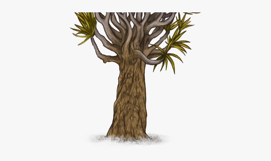 Pond Pine, Transparent Clipart
