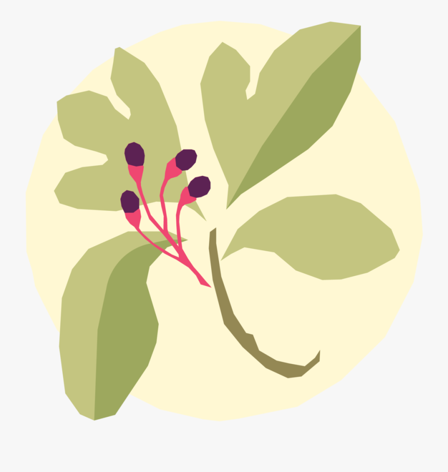 Plantimage-07 - Illustration, Transparent Clipart