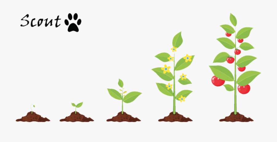 Vegetable Growth, Transparent Clipart