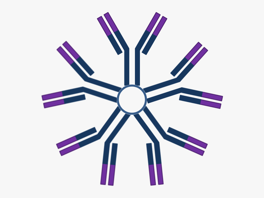 Immunoglobulins Igm Structure Of - Antibody Igm, Transparent Clipart