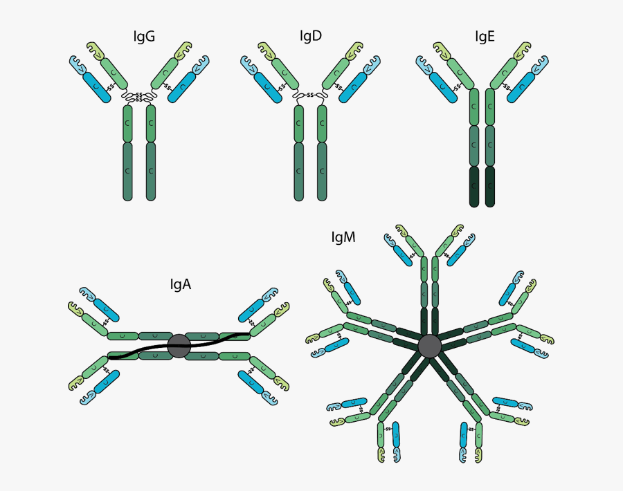 The Various Antibody Isotypes Differ In Their Biological - Structure Of Different Antibodies, Transparent Clipart