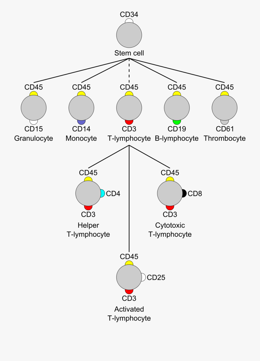 Cd Antigen On Cell, Transparent Clipart