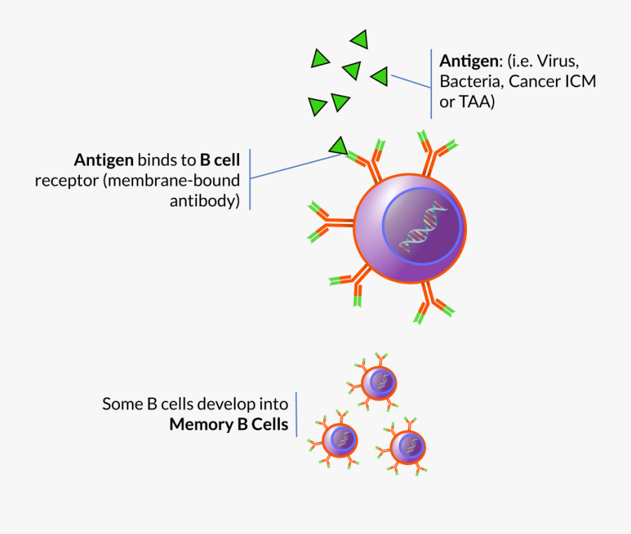 B Cell Antibody, Transparent Clipart