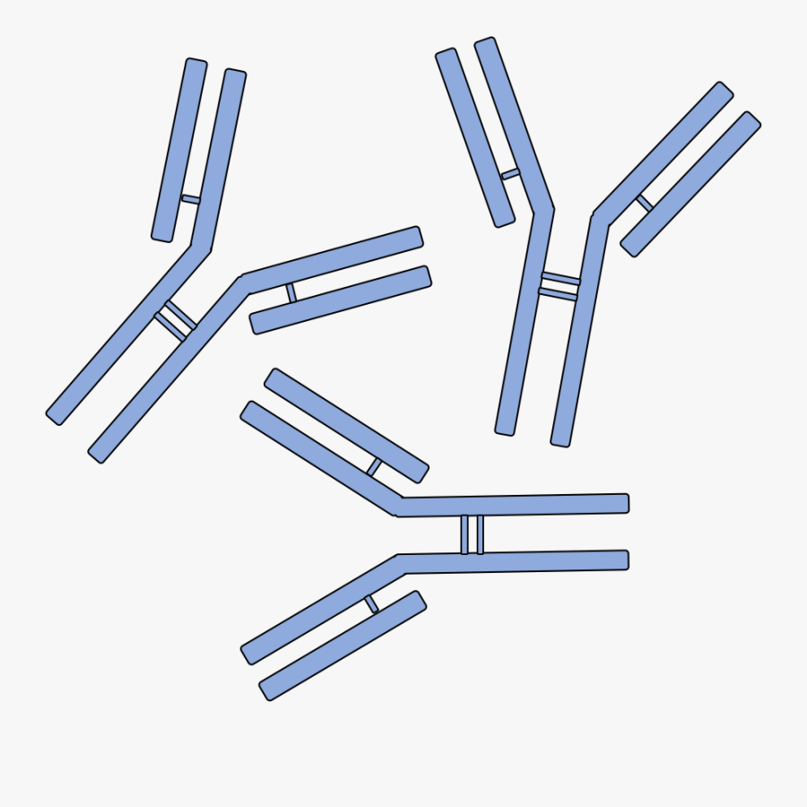 Mouse Monoclonal Antibody Service - Antibody Clipart, Transparent Clipart
