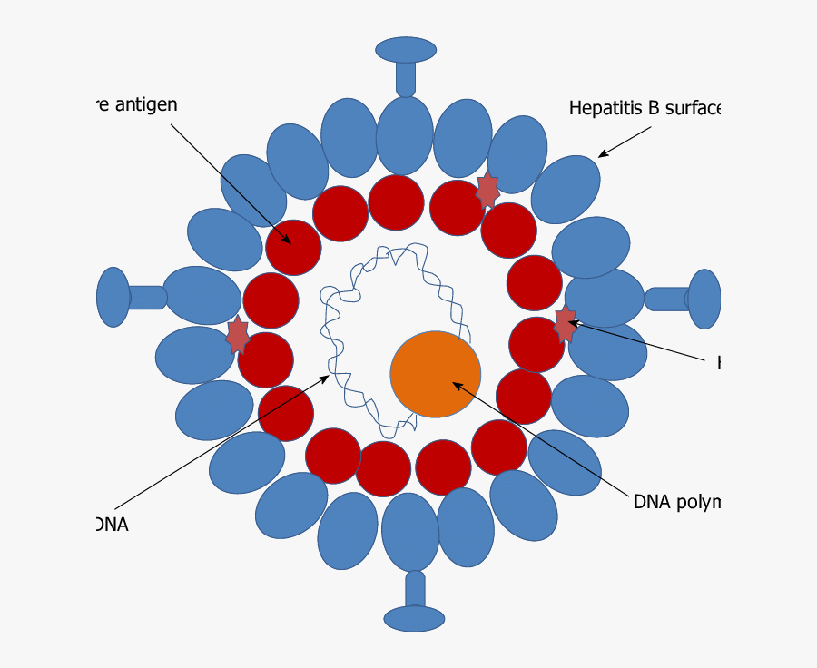 Schematic Model Of Hepatitis B Virus - Hepatitis Virus Model, Transparent Clipart