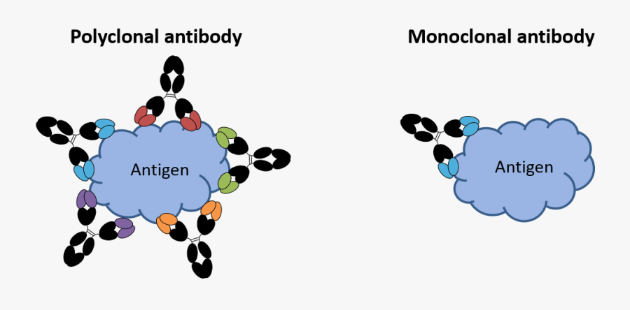 Polyclonal Antibodies - Monoclonal Antibody Vs Polyclonal Antibody, Transparent Clipart
