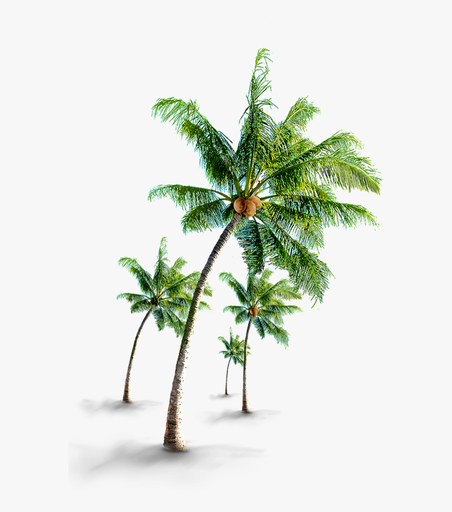 Coconut Tree Png Images - Coconuts Tree Png Hd, Transparent Clipart