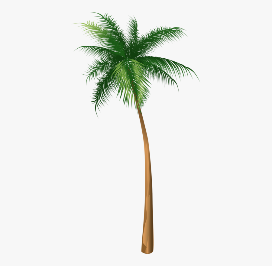 Arecaceae Coconut Tree Illustration Hq Image Free Png - Palm Tree Illustrations Png, Transparent Clipart