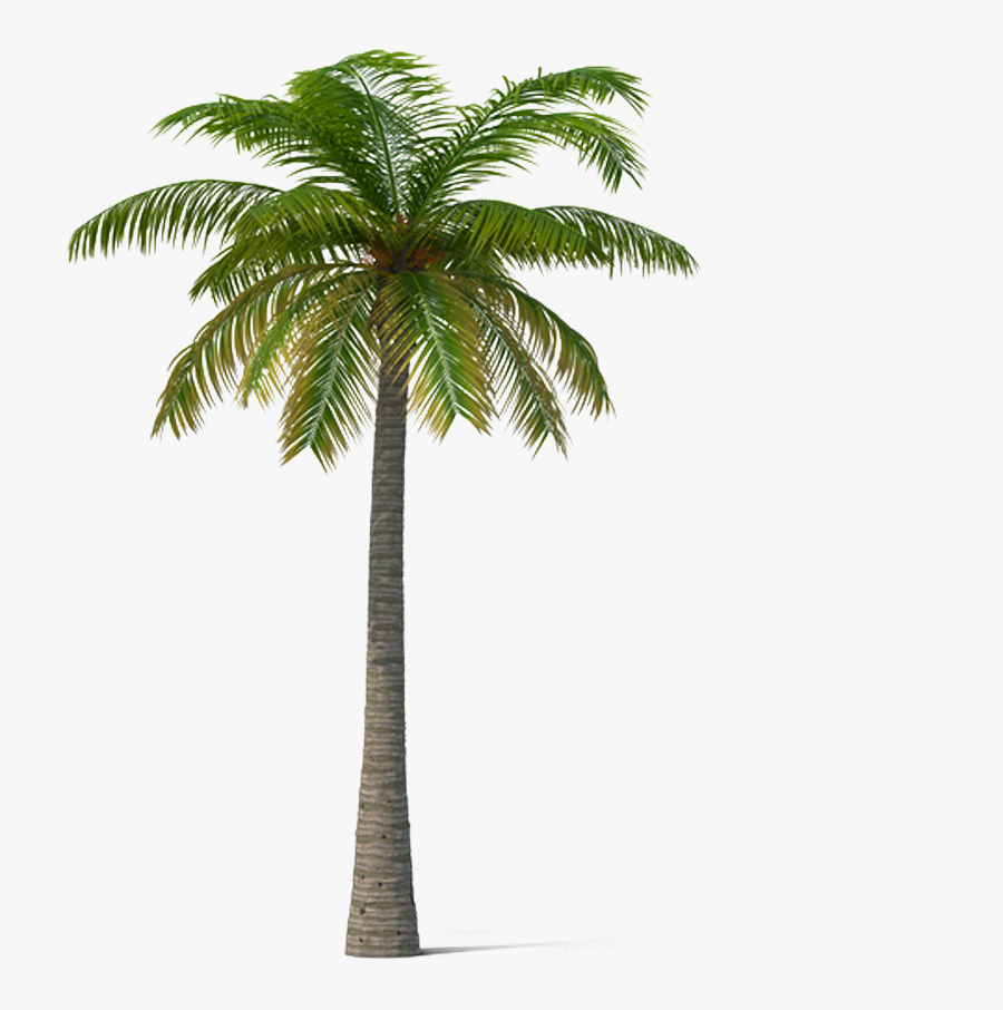 Adonidia Veitchia Coconut Tree - Real Coconut Tree Png, Transparent Clipart