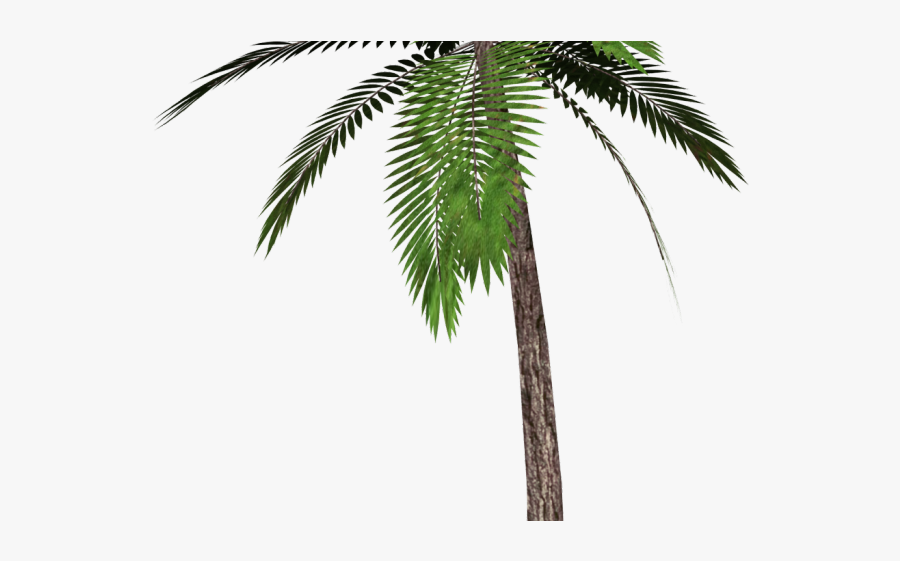 Palm Tree Png, Transparent Clipart