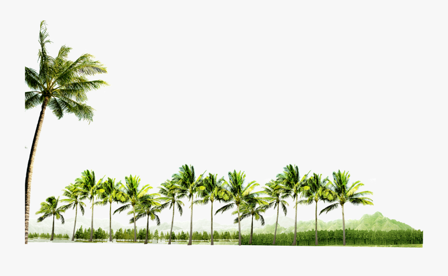 Clip Art Palm Tree Grove - Coconut Tree Background Png, Transparent Clipart